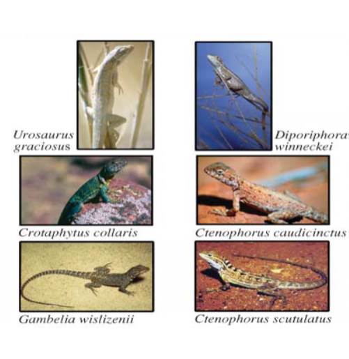 Convergent lizards from the deserts of North America and Australia (from Melville et al 2006)